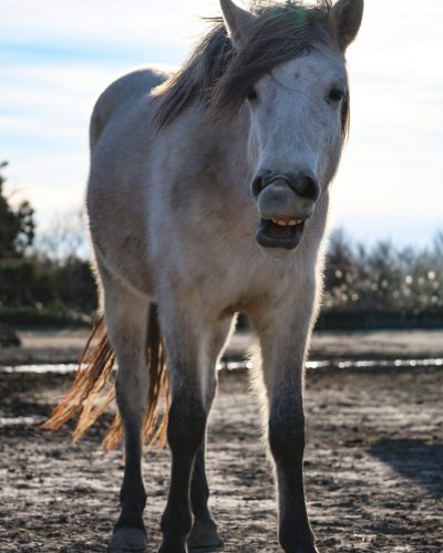 Balade la Fadaise 2026_4488