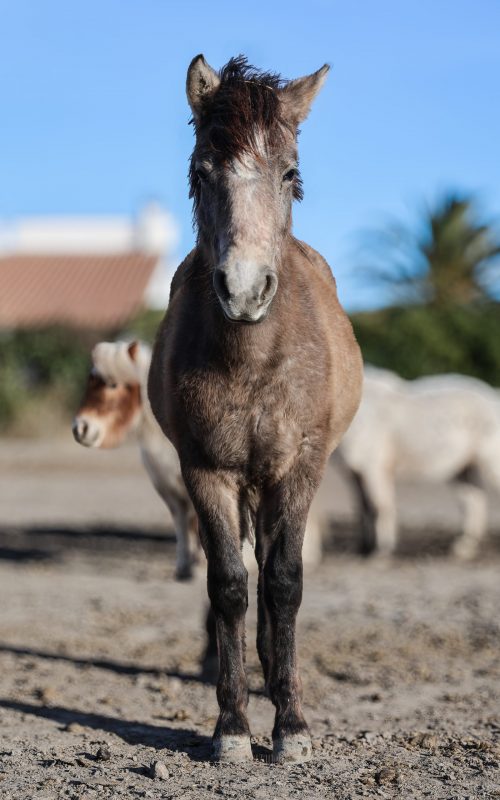 Balade la Fadaise 2026_4527