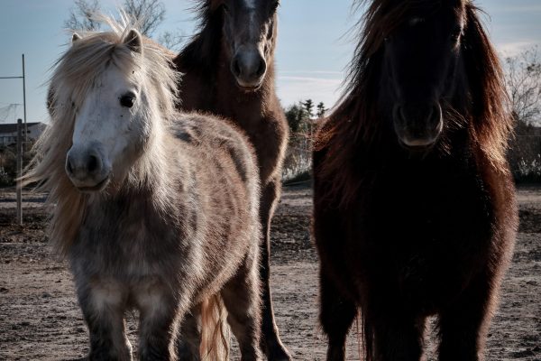 Balade la Fadaise 2026_4683