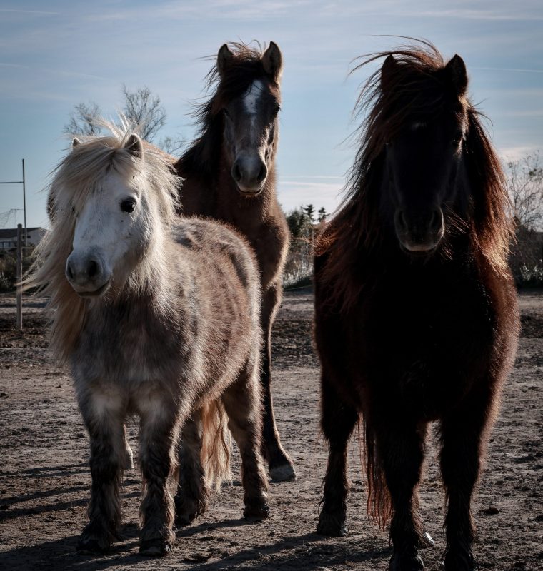 Balade la Fadaise 2026_4683